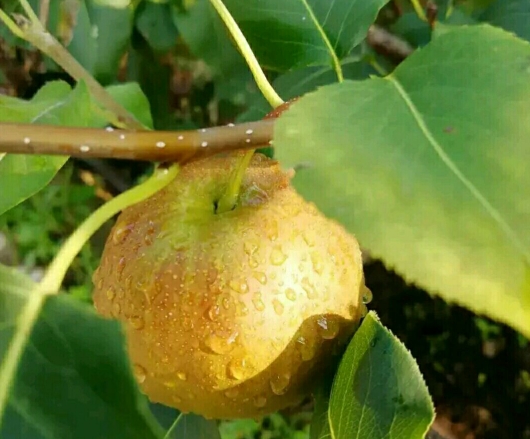 悬塑+香梨让山西这座古城火出圈