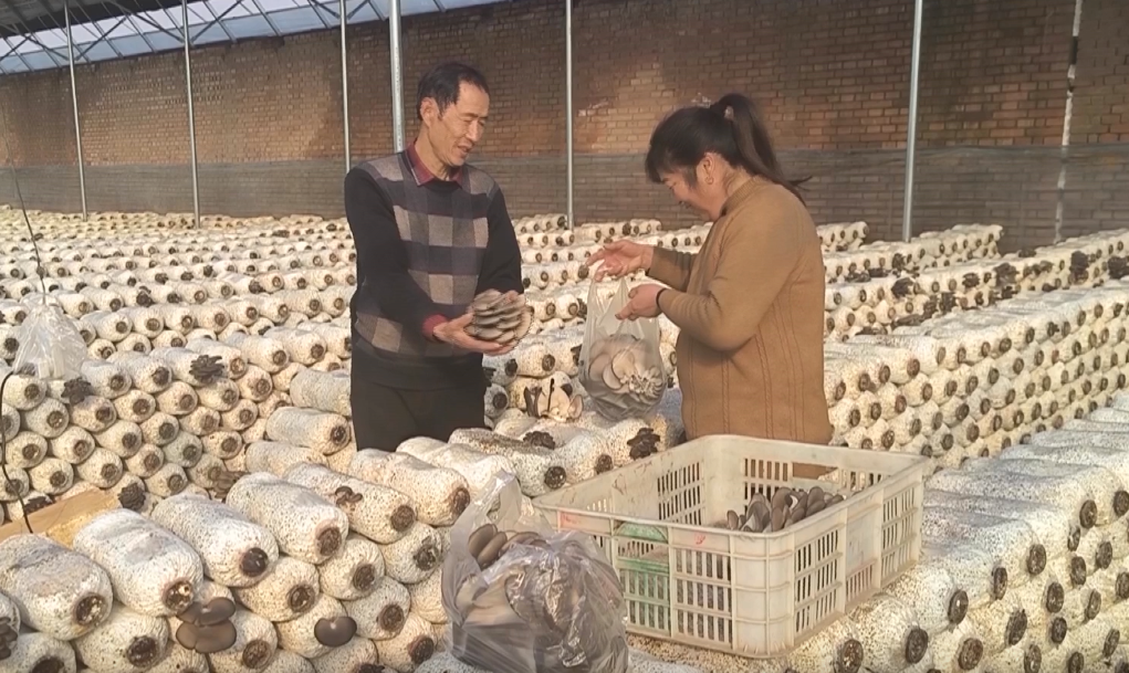 山西太原：小平菇撑起致富产业