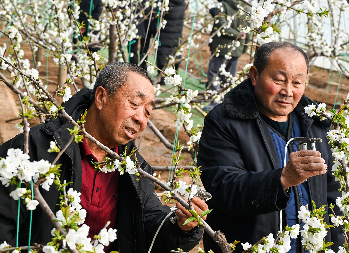大同左云：特色产业富农家科技赋能稳增收(图1)