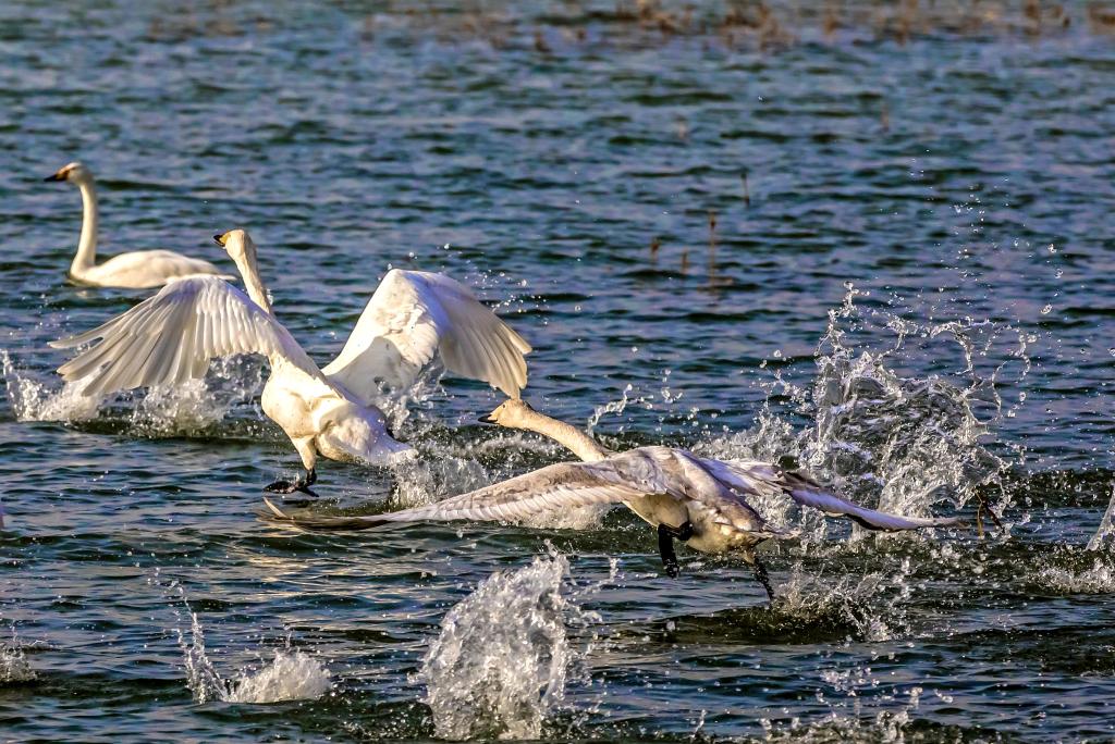 山西平陆黄河湿地万余只大天鹅飞返西伯利亚