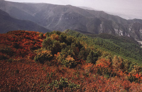 满山红林尽染